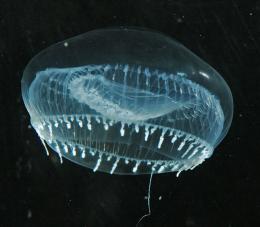 Aequorea victoria Jellyfish protein to be used in microscopic fuel cells