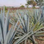 Agave- Potential Bioenergy Crop for Biofuel Feedstock