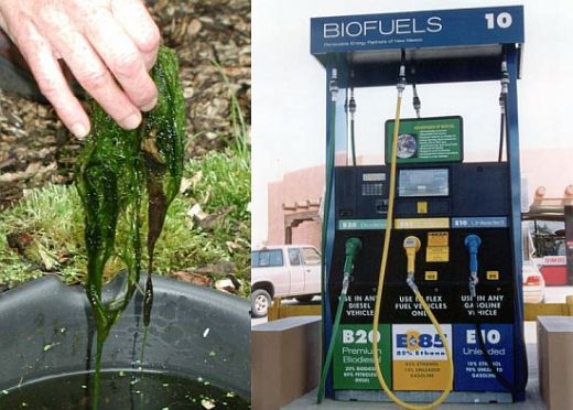 algae biofuel