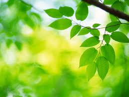 artificial photosynthesis