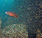 Fish thriving around wind farms