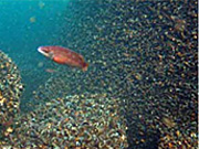 artificial reef Fish thriving around wind farms