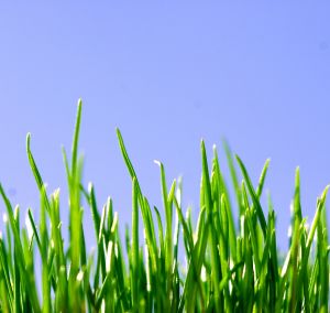 Denmark can triple its biomass production and improve the environment