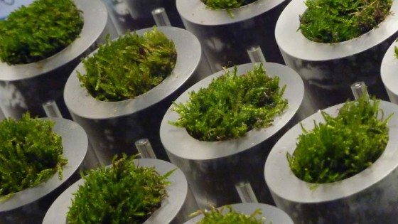 biophotovoltaics Biological fuel cells made from moss