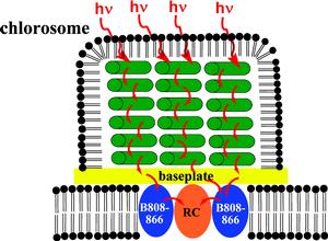 chlorosome Neutron analysis yields insight into bacteria for solar energy