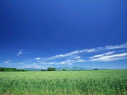 cornfield Grant will help farmers deal with changes to climates