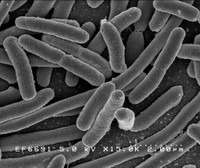 E. coli E. coli to produce biodiesel fuel
