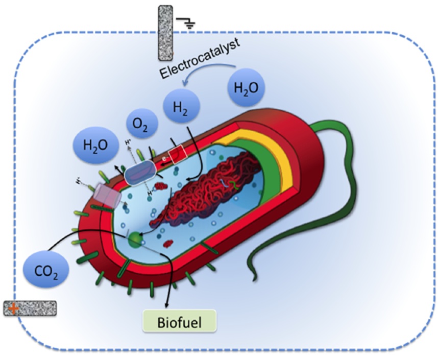 electrofuel From soil microbe to super-efficient electrofuel factory