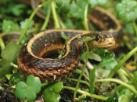 Energy-efficiency-robots-snakes