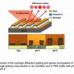 New Type of Biochemical Hydrogel Sensor to Detect pH