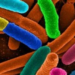 Logic Gates built from bacteria and DNA