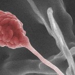 Low-cost-fuel_fungi_biofuel