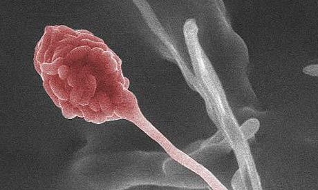 Low-cost-fuel_fungi_biofuel Low-cost-fuel_fungi_biofuel