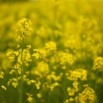 Michigan-Airports-Biofuel