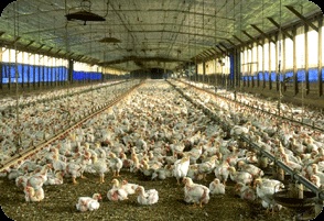 Power and waste management system for the poultry industry