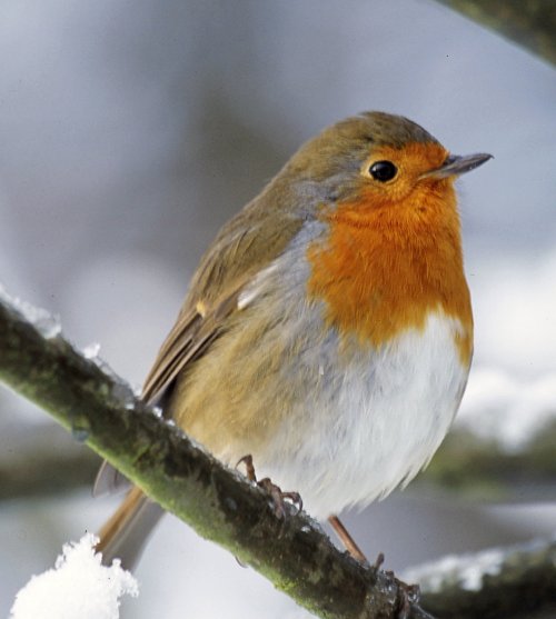 robins can navigate far away using quantum physics quantum physics - robin