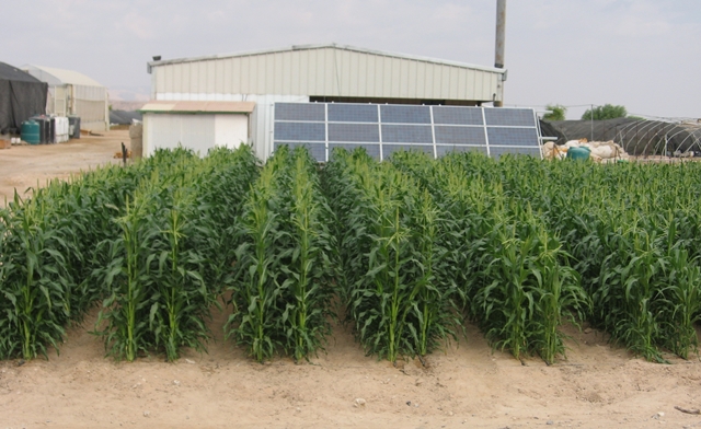 solar-powered desalination Engineered oasis for solar desalination and arid land agriculture