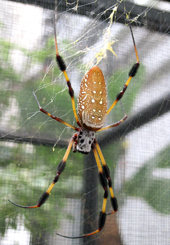 spider silk Spider silk conduct heat as well as metals