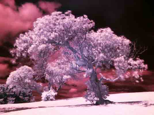 Street trees illuminated by gold nanoparticles street trees - gold nanoparticles