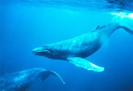 Converting tidal energy into electricity