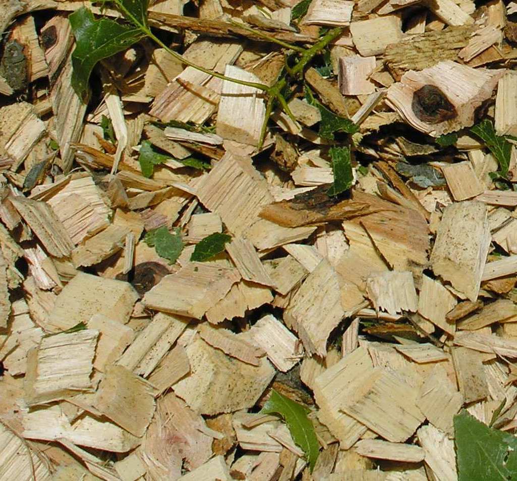 wood chips biofuel from wood